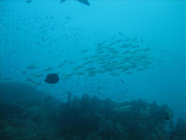 Similan Day 1 036.jpg